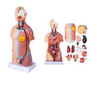 23 Parts Torso Anatomy Model,17Inch/45CmTorso Anatomy Model Human Body Anatomical Model Skeleton Life Size Medical Anato