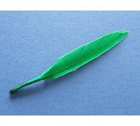 24 Green 11cm Mini Duck Feather Quills for Crafts