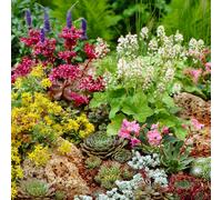 (24) Mixed Alpine Plants - Vibrant Garden Perennial Large Flowering Rockery Alpines