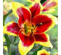 (24) RED MORNING Oriental Lily