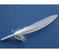 24 White 11cm Mini Duck Feather Quills for Crafts