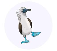 24 x 40mm Round 'Blue Footed Booby Bird' Stickers (SK00055541)