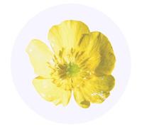 24 x 40mm Round 'Buttercup' Stickers (SK00068924)