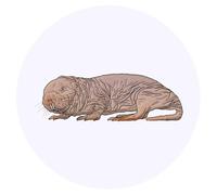 24 x 40mm Round 'Naked Mole Rat' Stickers (SK00040803)