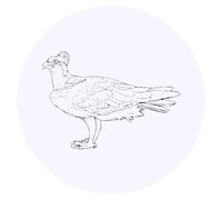 24 x 40mm Round 'Osprey Bird' Stickers (SK00055300)