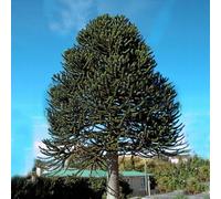 25-30CM ARAUCARIA ARAUCANA MONKEY PUZZLE TREE IN A 13CM POT STRONG HEALTHY PLANT