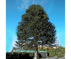 25-30CM ARAUCARIA ARAUCANA MONKEY PUZZLE TREE IN A 13CM POT STRONG HEALTHY PLANT