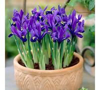 25 Blue Magic Dwarf iris bulbs reticulata autumn gardening corm spring flower