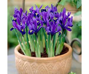 25 Blue Magic Dwarf iris bulbs reticulata autumn gardening corm spring flower