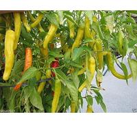 25 Charleston Hot Pepper semi- peperoncino organico, Chile, grandi in Salsa & Salsa calda
