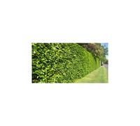 (25 Hazel Nut Edible 40-60cm Corylus Avellana Plants Bareroot Hedging (Plant 5 Per Metre)) Hazel Nut Edible 40-60cm Corylus Avellana Plants Bareroot Hedging (Plant 5 Per Metre)