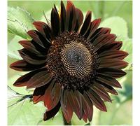 25 Seed of Chocolate Sunflower