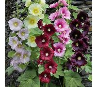 25 Seed of Giant Single Mix Alcea Rosea Hollyhock