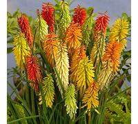 25 Seed of Kniphofia Crown Hybrid Mixed - Red Hot Poker