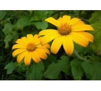 25 Seed of Mexican Goldfinger Torch Sunflower