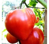 25 Seed of Oxheart Pink Tomato