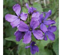 25 Seed of Purple Lunaria"Honesty"