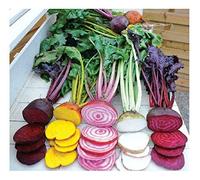 25 Seed of Rainbow Beetroot