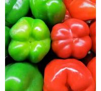 25 Seed of Yolo Wonder Red & Green Bell Pepper