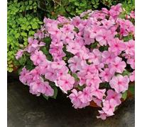 25 Seeds of Busy Lizzie Pink (Impatiens)