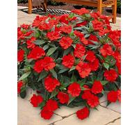 25 Seeds of Busy Lizzie Red (Impatiens)