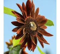 25 Seeds of Chocolate Sunflower