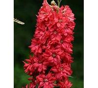 25 Seeds of Delphinium Red King Spring & Autumn Sow