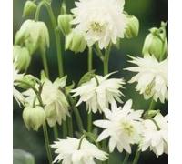 25 Seeds of Flower Aquilegia Lime Sorbet