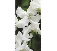 25 Seeds of Flower Sweet Pea Jilly