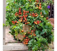 25 Seeds of Gardener's Delight Tomato
