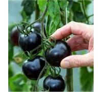25 SEEED of Black Cherry Tomato