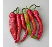 25 Sweet Pepper Seeds Very Long from the Landes - SemiSauvage Permaculture