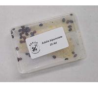 25 x Live Adult Ladybirds - Natural pest Control for aphids, mealy bug, whitefly, spider mites and more.