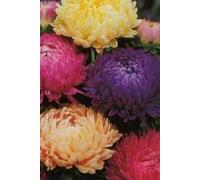 250 Seeds of Flower Aster Duchess Mixed