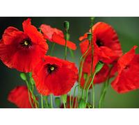 250 Wild Poppickens - Flower Garden - Reproducible Peasant Seeds - Sowing