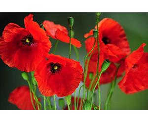 250 Wild Poppickens - Flower Garden - Reproducible Peasant Seeds - Sowing