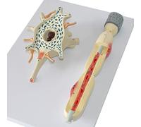 2500-Fold-Enlarged Neuron Model, Including 2-Part Of The Neuronal Cell Body And Nerve Fiber Structure, Scientific Human Anatomical Model