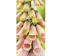 2500 Seeds of Flower Foxglove Sutton's Apricot