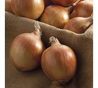 250g (approx 50 sets) of Autumn Champion - Over Wintering Onion Sets from Pleveys Garden World (50)