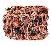 250g Tiger compost Worms by Wormcity, live mixed medium worms suitable for wormeries and composting. Axotel