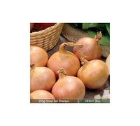 250grams x Onion Sets Senshyu- Reliable Successful Variety- Good Produce- for an Abundant Kitchen Garden