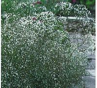 25g seeds of Gypsophila elegans Covent Garden Babys Breath