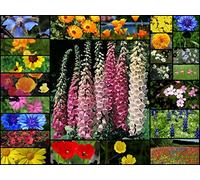 25g seeds of Pure & Cottage Bee & Butterfly