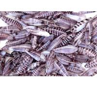 25pcs Czech Dagger Beads 16mm x 5mm Amethyst White Unique Beading Supplies for Craft Jewellery Making Czech Republic