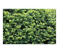 25x Taxus Baccata English Yew Hedging Trees in Pots By Direct Plants