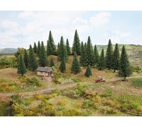 26920 NOCH I HAVE 10 FIR TREES HEIGHT FROM 5 TO 14 CM