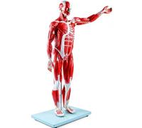 27-Part Half Life-Size Human Muscle and Organ Model with Removable Organs for Medical Education and Anatomy Training