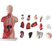28/45/55 cm Human Torso Template, Anatomy Model Human Body, 4D Anatomical Assembly Model of Human Organs for School Teaching,28cm