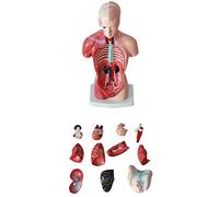 28 Cm Removable Torso Anatomical Model Fine Model And Medicine Human Model Interior Skeleton Model Interior Ecological Skeleton Models PVC 15 PCS