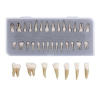 28 Pcs Full Permanent Teeth Model, Artificial Resin Dental Model, Full Mouth Dental Model for Study, with Tooth Root, for Teaching Demonstration and Scientific Sesearch